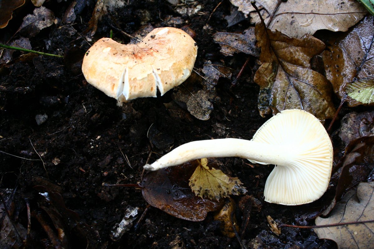 Šumska puževica (Hrastova puževica) – Hygrophorus nemoreus (Pers.) Fr. (1838), reprezentativna fotografija