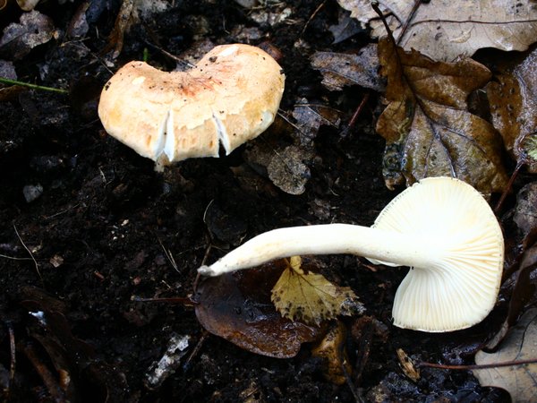 Hygrophorus nemoreus – Šumska puževica (Hrastova puževica)