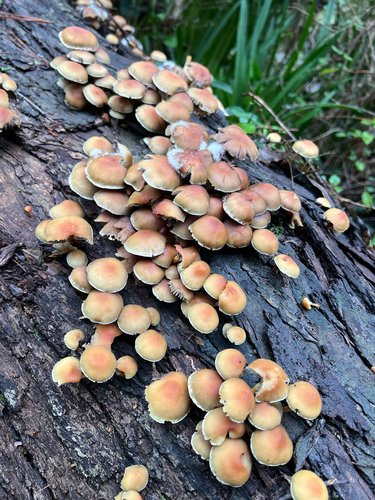Hypholoma fasciculare – Sumporača