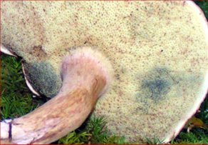 Meso na preseku