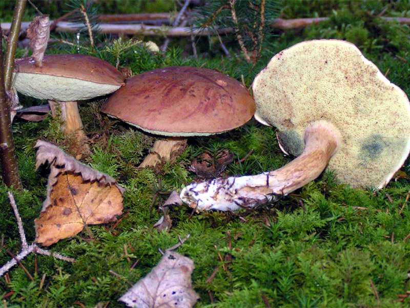 Kostanjevka (Kestenjasti vrganj) – Imleria badia (Fr.) Vizzini (2014) [syn. Xerocomus badius], reprezentativna fotografija