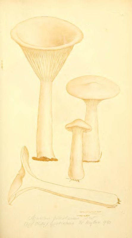 Listići / Pore