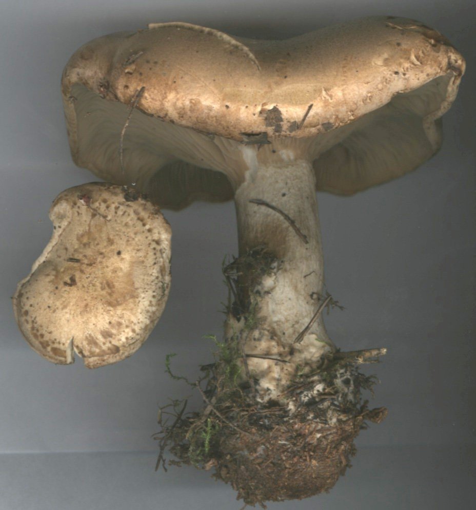 Martinčica (Velika levka) – Infundibulicybe geotropa (Bull.) Harmaja (2003), reprezentativna fotografija