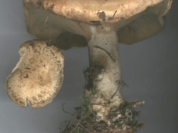 Infundibulicybe geotropa – Martinčica (Velika levka)