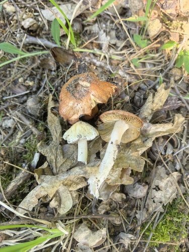 Inocybe erubescens – Cepača