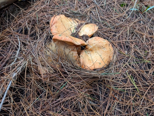 Lactarius deliciosus – Rujnica