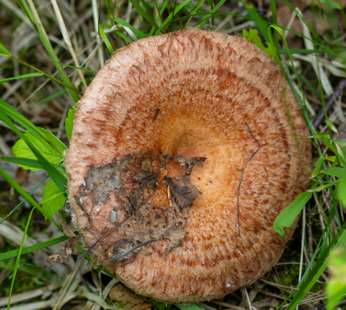 Brezovka (Lactarius torminosus)