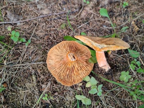 Lactarius deterrimus – Smrčeva rujnica