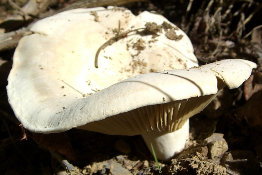 Paprena mlečnica – Lactifluus piperatus (L.) Roussel (1806), reprezentativna fotografija