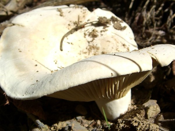 Lactarius piperatus – Paprena mlečnica