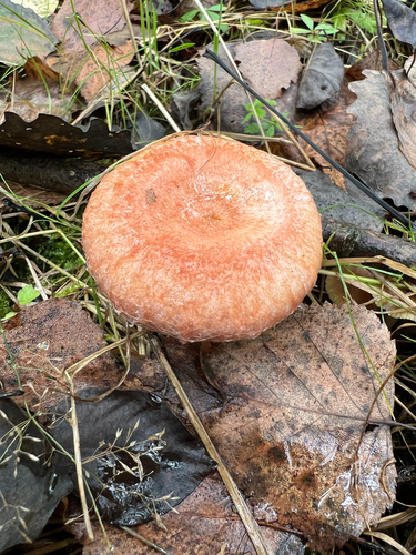 Lactarius torminosus – Brezova mlečnica