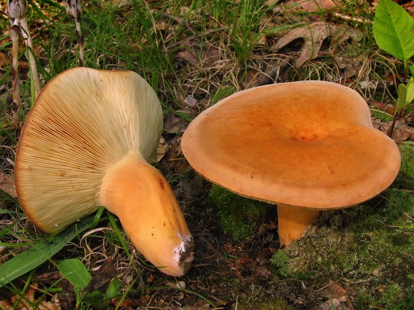 Lactarius volemus – Presnac (Sirova mlečnica)