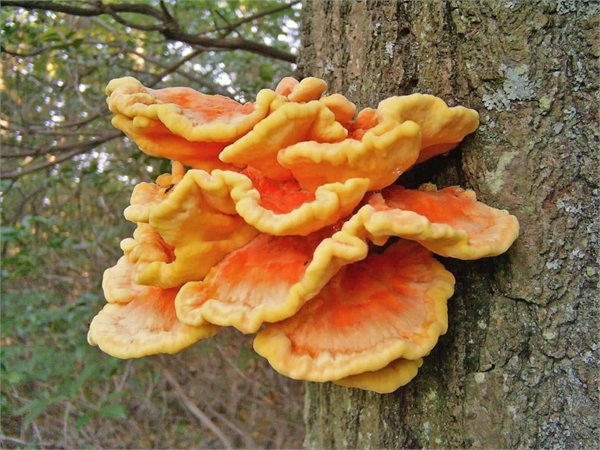 Laetiporus sulphureus – Šumsko pile