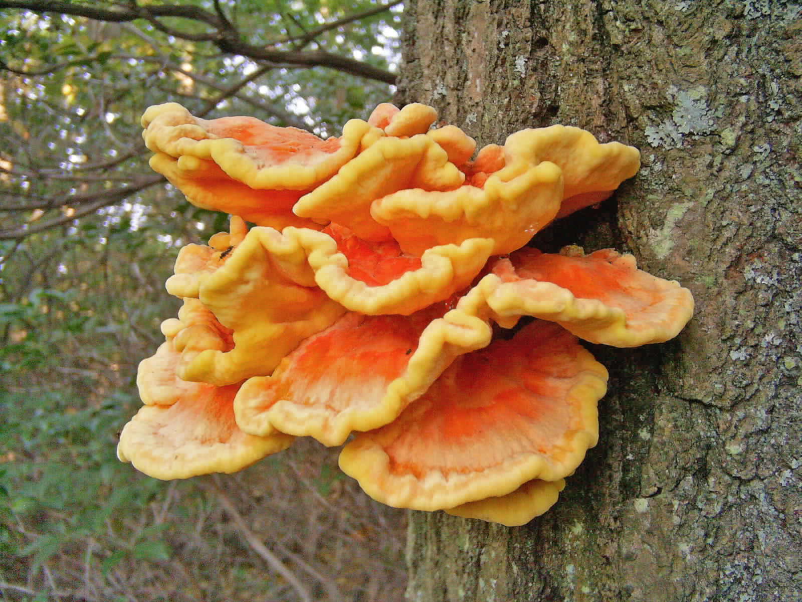 Laetiporus sulphureus – Šumsko pile