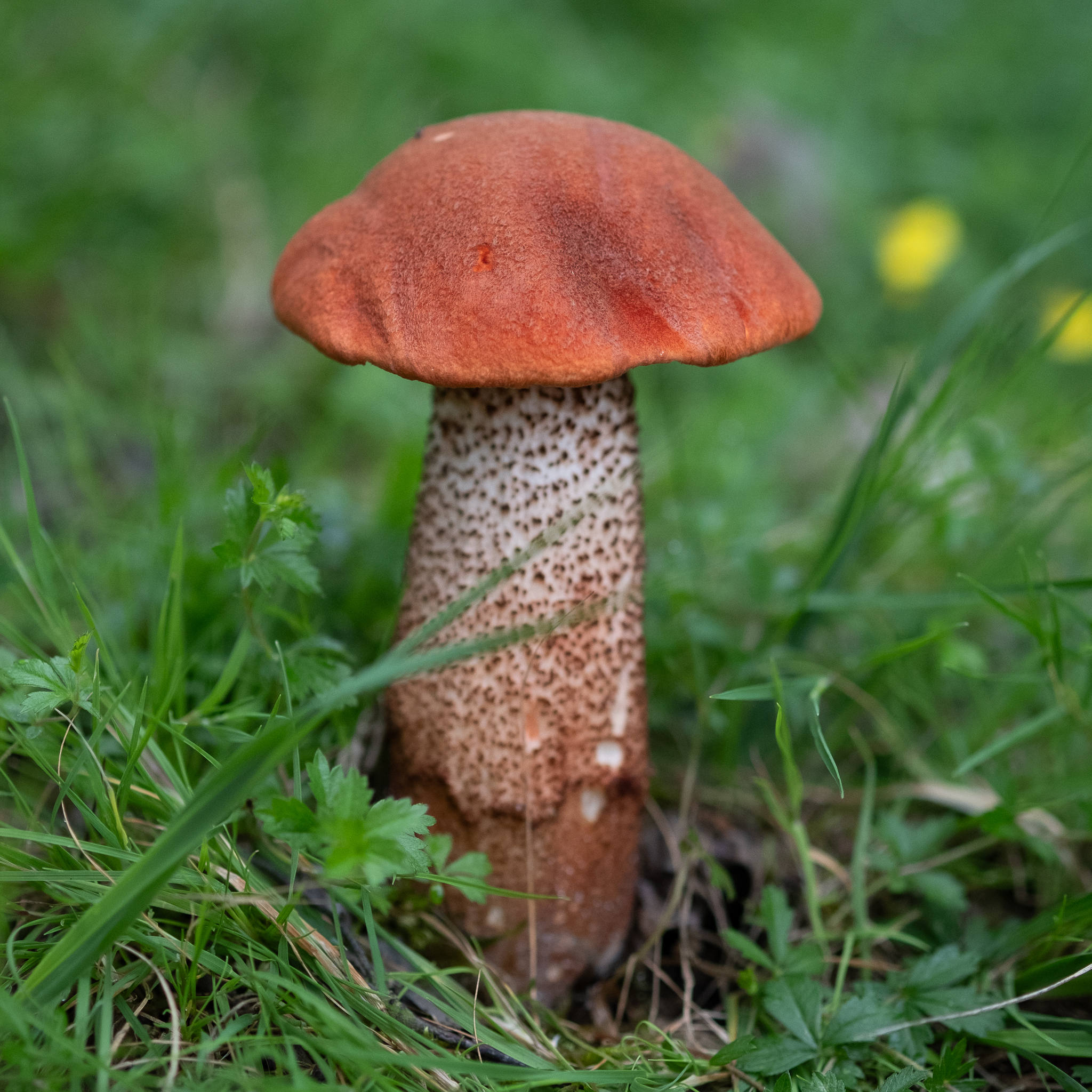 Leccinum aurantiacum – Turčin
