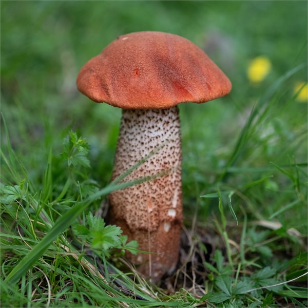 Leccinum aurantiacum – Turčin