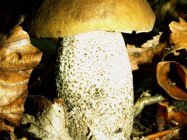 Leccinum carpini – Grabov djed (Grabov turčin)