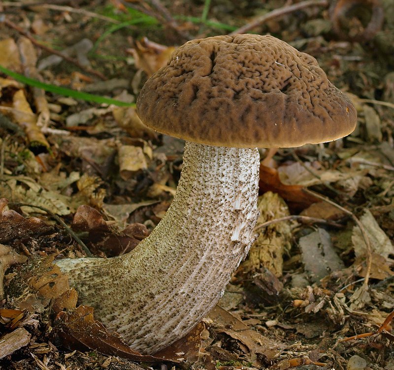 Drška