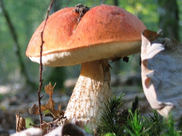 Leccinum quercinum – Hrastov turčin (Crvenokapi ded)