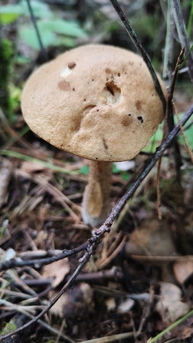 Brezov djed – Leccinum scabrum