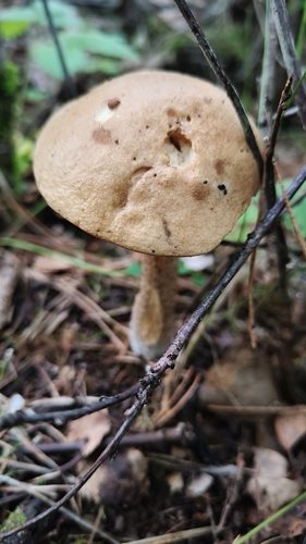 Brezov djed – Leccinum scabrum