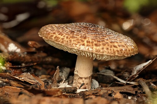 Lepiota brunneoincarnata – Smrtonosna sunčanica
