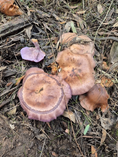 Modrikača – Lepista nuda
