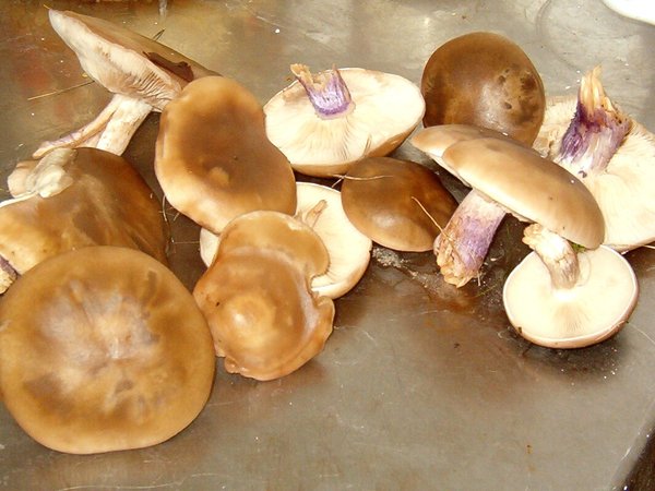 Lepista personata – Mrazovka (Dvobojna koturnica)