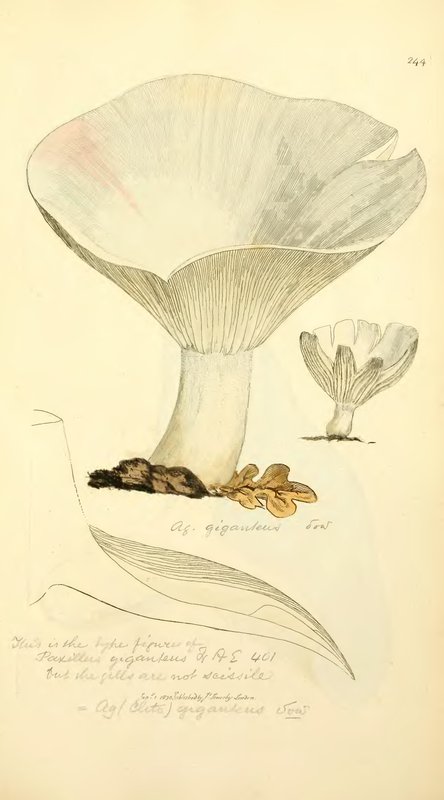 Listići / Pore