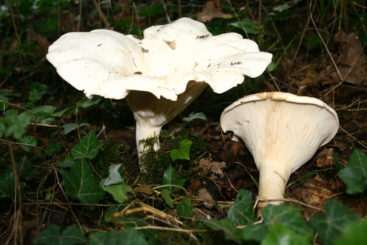 Golema debeljača (Džinovska kolobarnica) – Aspropaxillus giganteus (Sowerby) Kühner & Maire (1934) [syn. Leucopaxillus giganteus], reprezentativna fotografija
