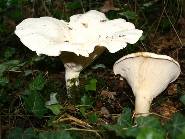 Aspropaxillus giganteus – Golema debeljača (Džinovska kolobarnica)