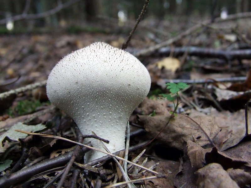 Tikvasta puhara (Bradavičava puhara) – Lycoperdon perlatum Pers. (1796), reprezentativna fotografija