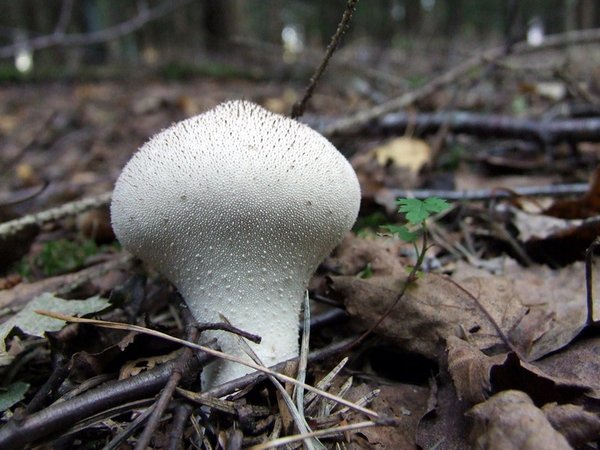 Lycoperdon perlatum – Tikvasta puhara (Bradavičava puhara)
