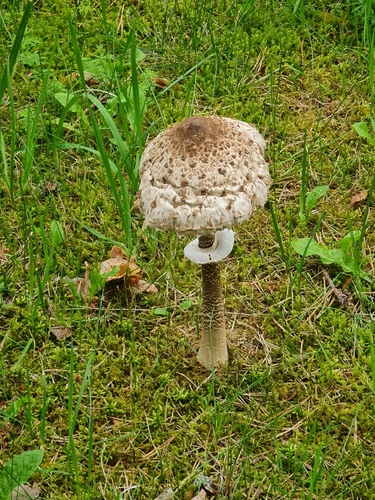 Macrolepiota procera – Sunčanica