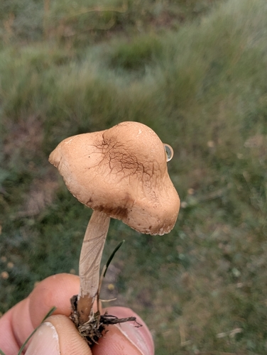 Marasmius oreades – Vilin klinčić