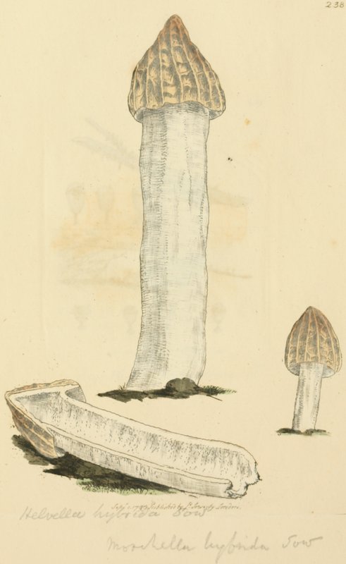 Listići / Pore