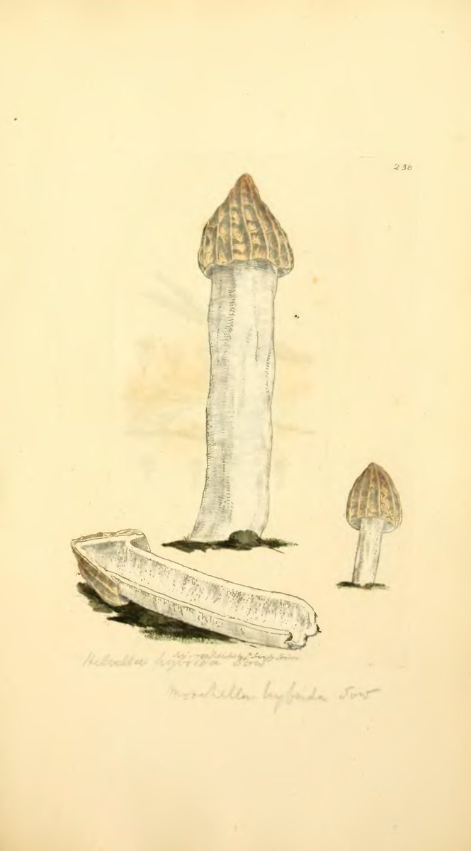 Poluslobodni smrčak – Mitrophora semilibera (DC.) Lév. (1846), reprezentativna fotografija