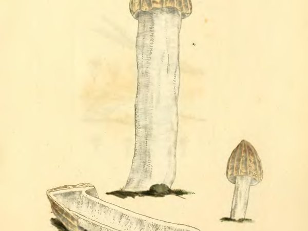 Mitrophora semilibera – Poluslobodni smrčak (Smrčkovica)