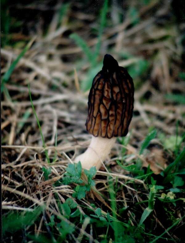Kupasti smrčak – Morchella conica Pers. (1818), reprezentativna fotografija