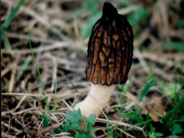 Morchella conica – Kupasti smrčak
