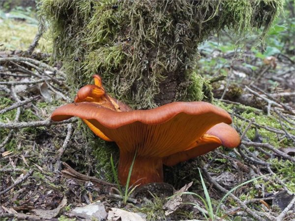 Omphalotus olearius – Zavodnica