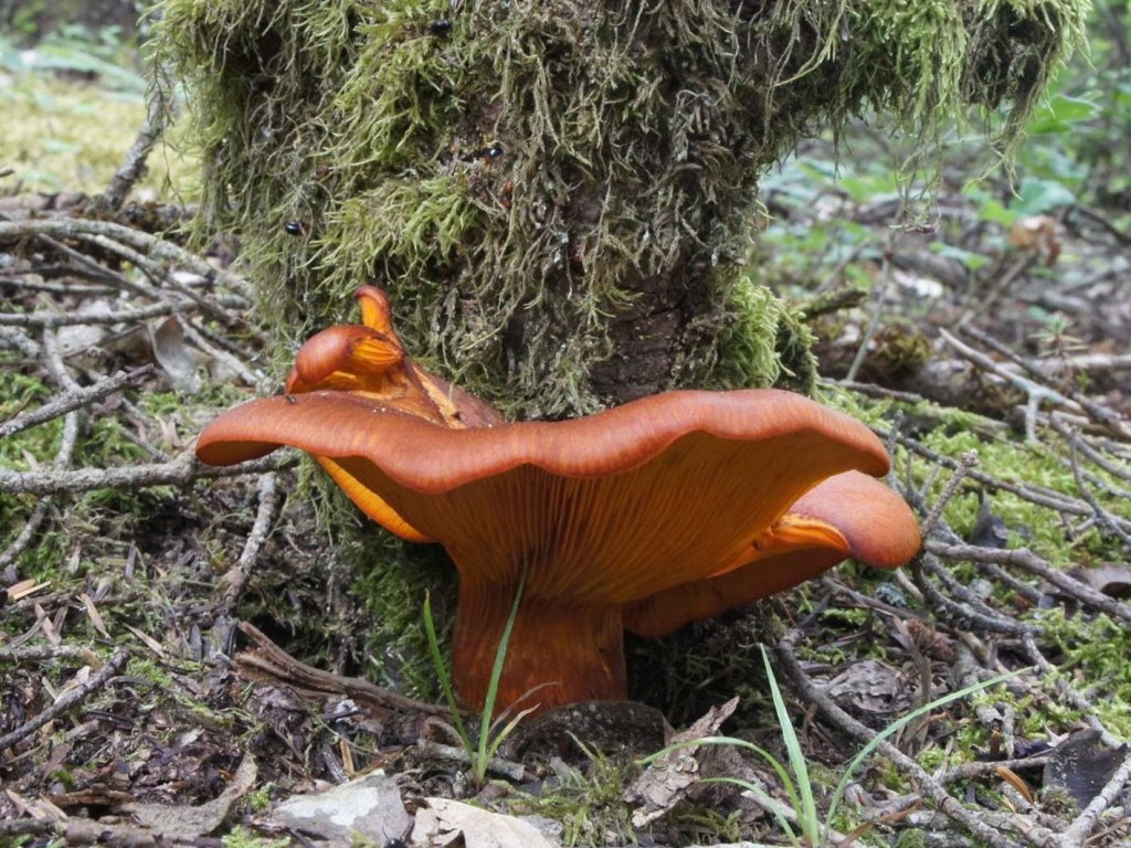 Omphalotus olearius – Zavodnica