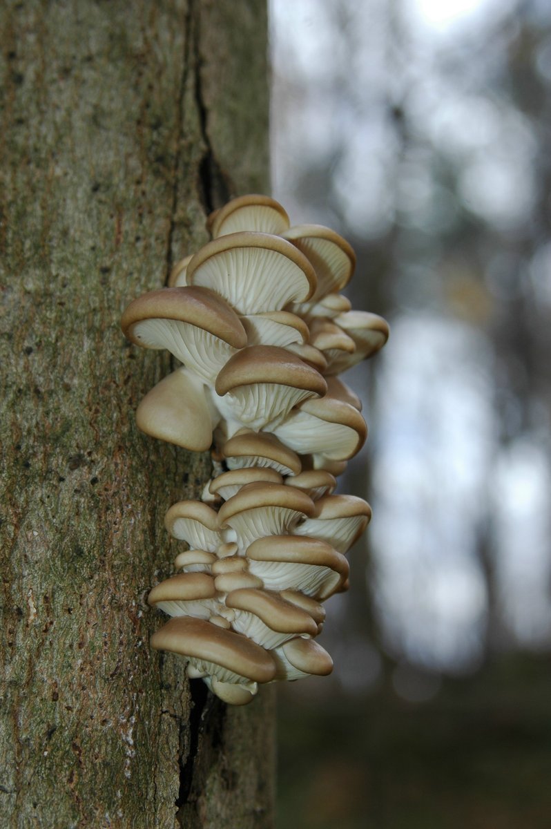 Bukovača – Pleurotus ostreatus (Jacq.) P. Kumm. (1871), reprezentativna fotografija