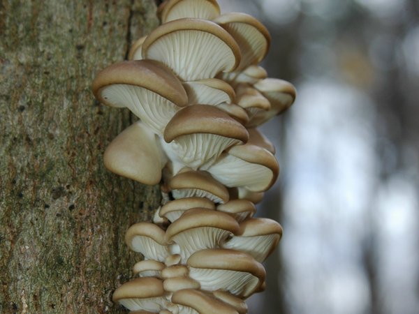 Pleurotus ostreatus – Bukovača