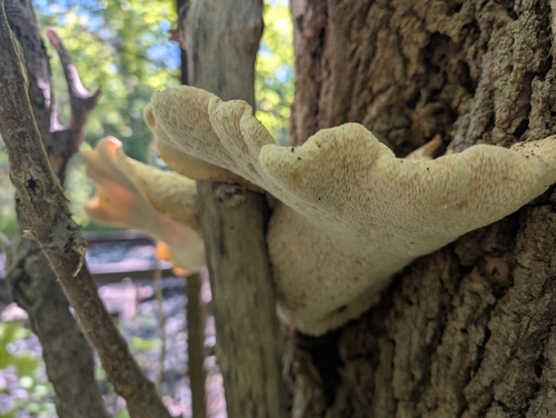 Pileće srce – Polyporus squamosus