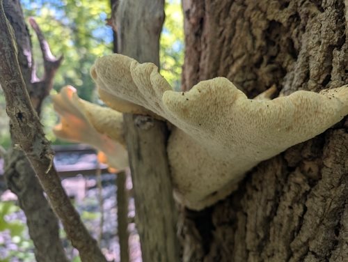 Pileće srce – Polyporus squamosus