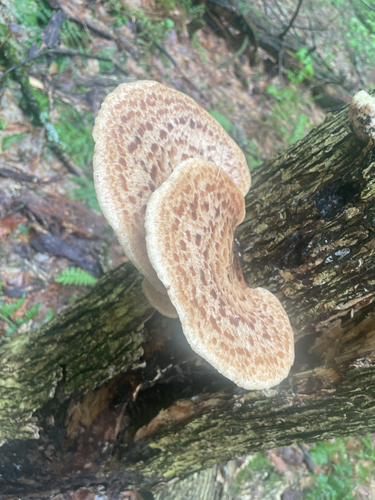 Pileće srce – Polyporus squamosus, reprezentativna fotografija