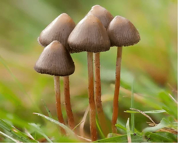 Psilocybe semilanceata – Kopljasta gologlavka
