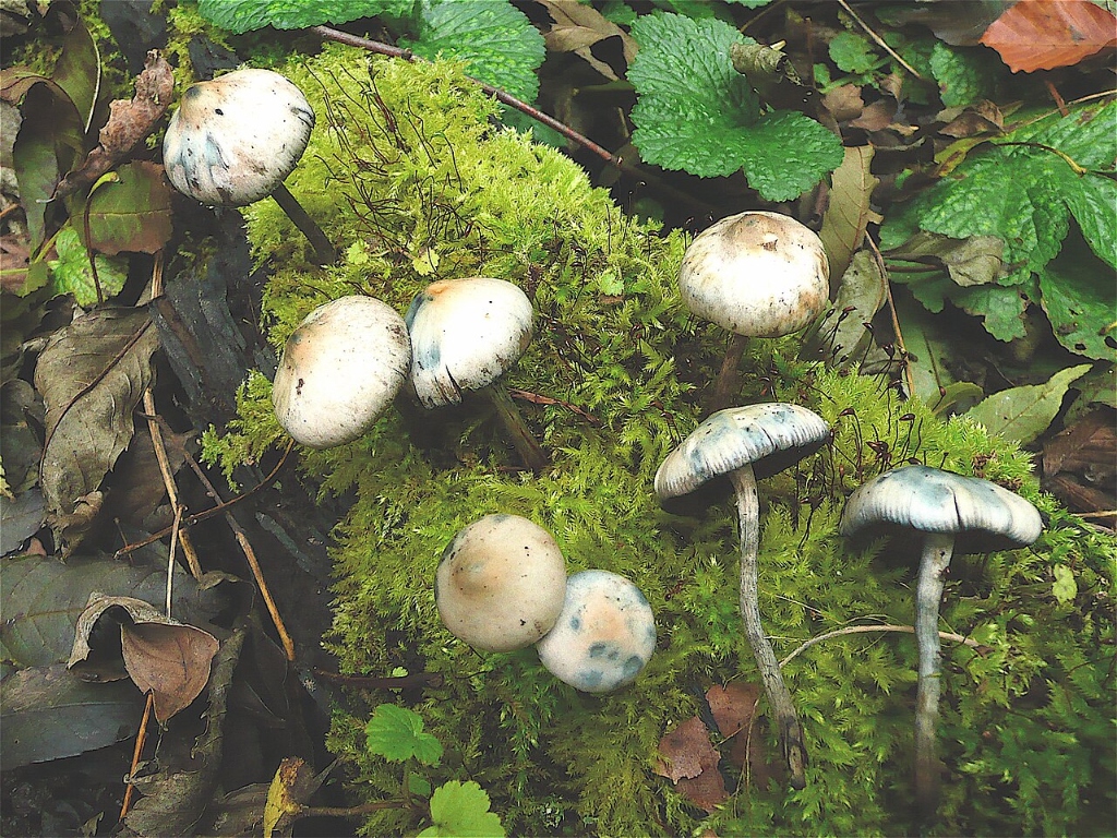 Psilocybe serbica – Srpska gologlavka