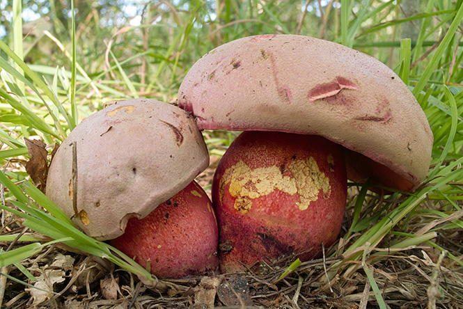 Rubroboletus satanas – Ludara